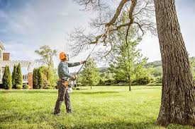 Best Tree Disease Treatment  in Hicksville, NY