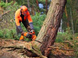 Best Lawn Grading and Leveling  in Hicksville, NY