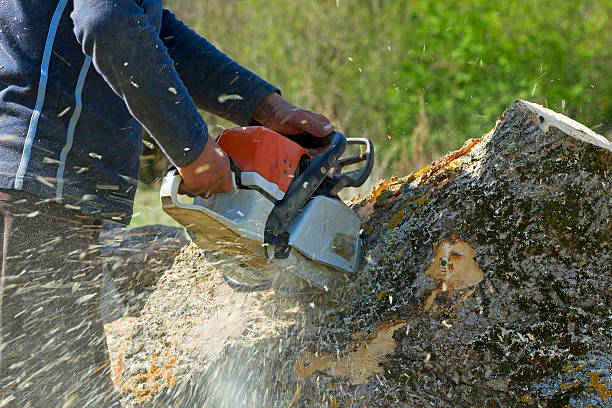 Best Tree Maintenance Programs  in Hicksville, NY