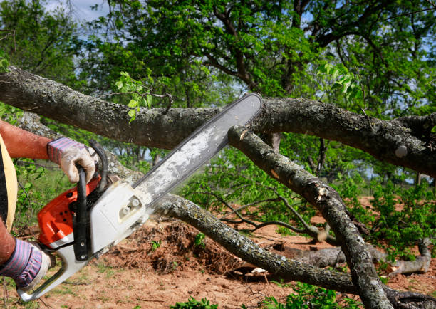 Best Tree Trimming and Pruning  in Hicksville, NY